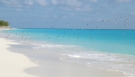 Exuma Beach Birds Flying - Dilly Crab