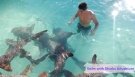 Dilly Crab Exuma - Sharks