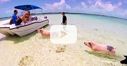 Exuma Swimming Pigs